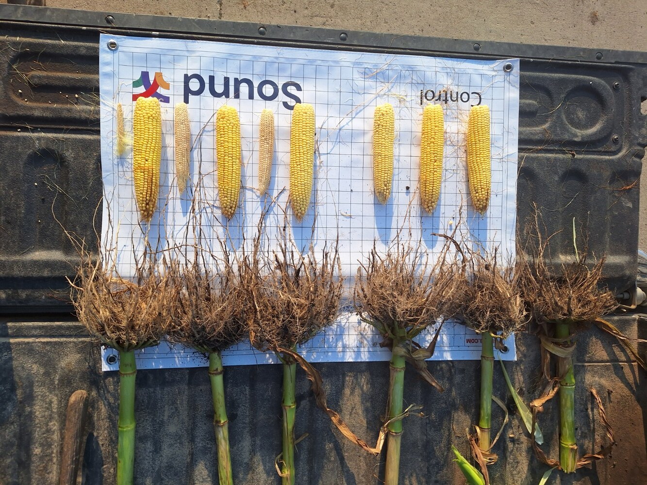 Corn plants, roots, and ears shown in a Sound Agriculture field comparison
